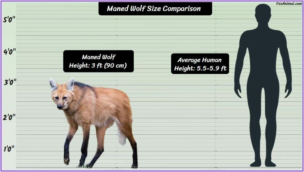 Maned Wolf Size Compared with human