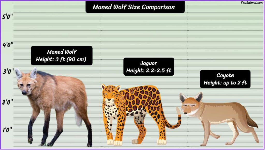 Maned Wolf Size Compared with jaguar and coyote