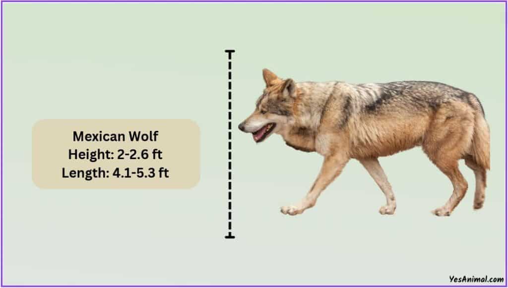 Mexican Wolf Size