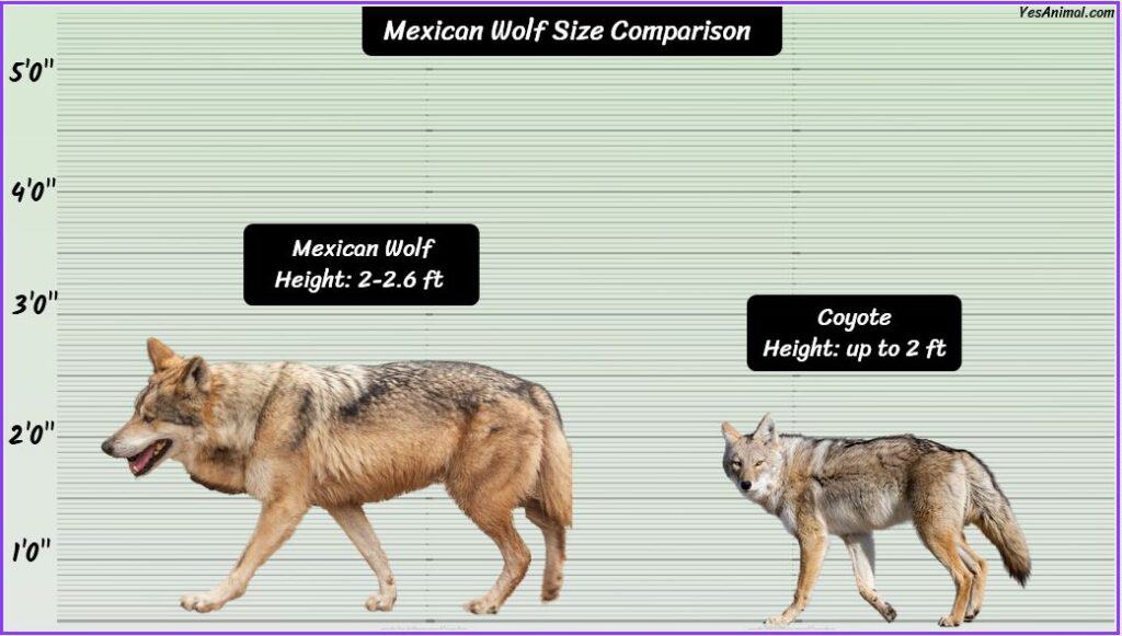 Mexican Wolf Size Compared with coyote