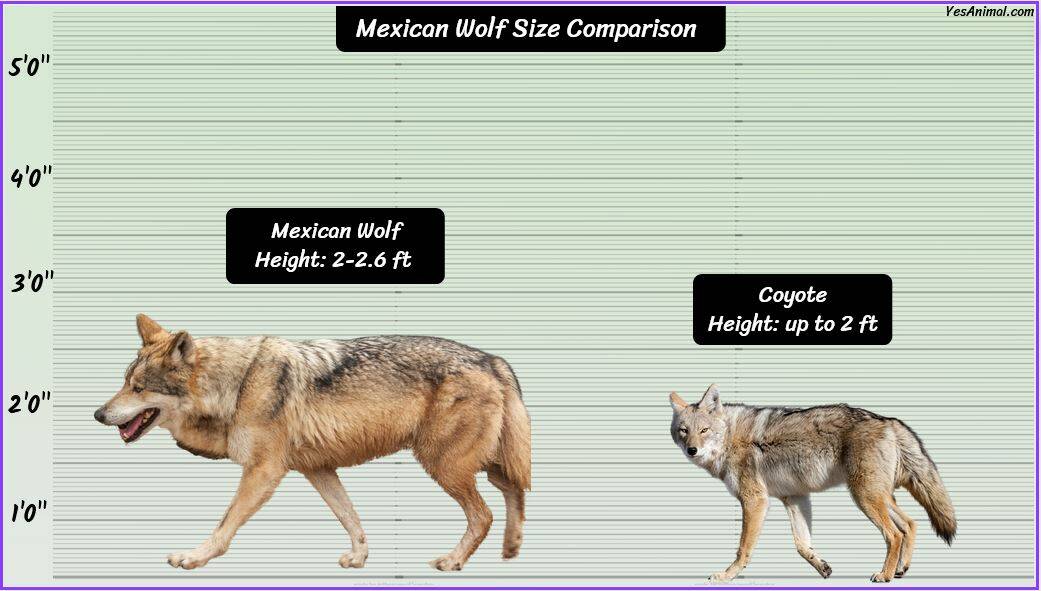 Mexican Wolf Size: How Big Are They Compared To Others?