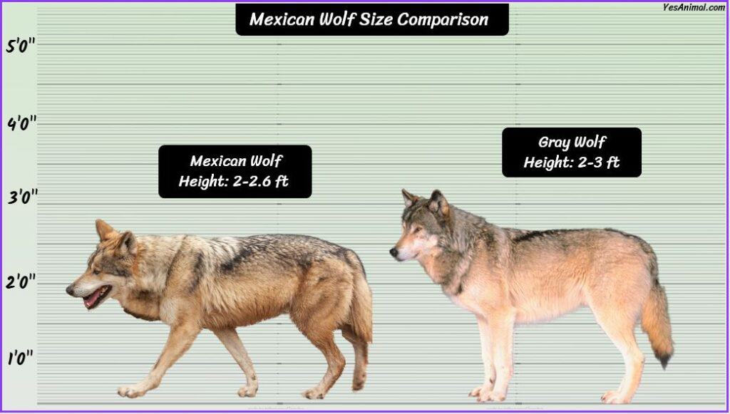 Mexican Wolf Size Compared with gray wolf
