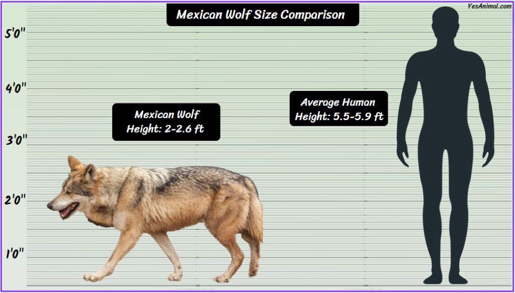 Mexican Wolf Size Compared with human