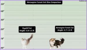 Norwegian Forest Cat Size Explained & Compared With Other Cat Breeds
