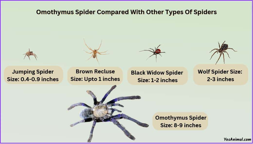 Omothymus Spider Size Explained & Compared With Others