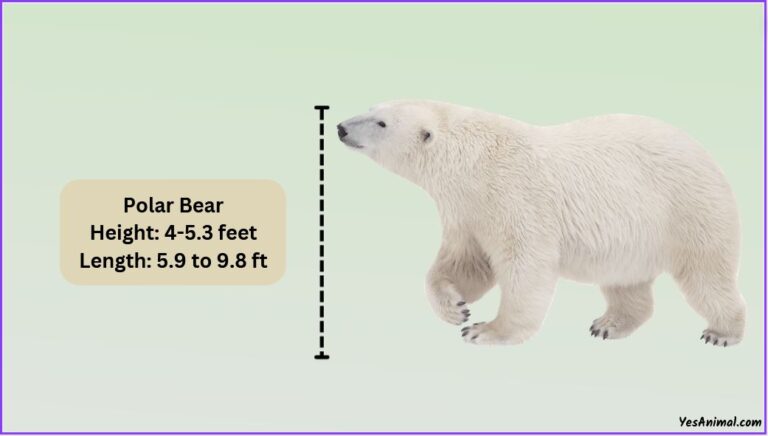 Polar Bear Size: How Big Are They? Compared With Others