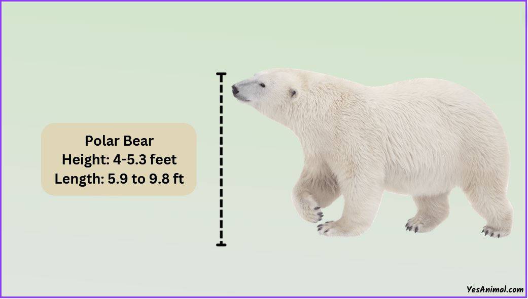 Polar Bear Size How Big Are They? Compared With Others