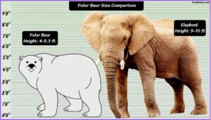 Polar Bear Size Explained & Compared With Other Bears