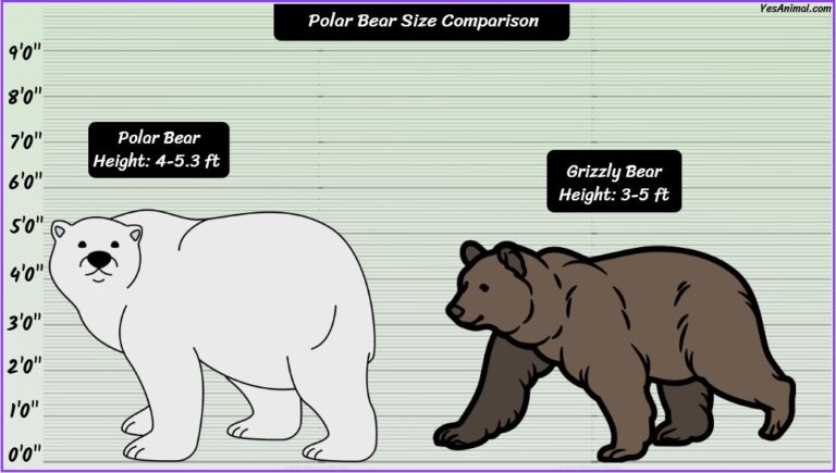 Polar Bear Size: How Big Are They? Compared With Others