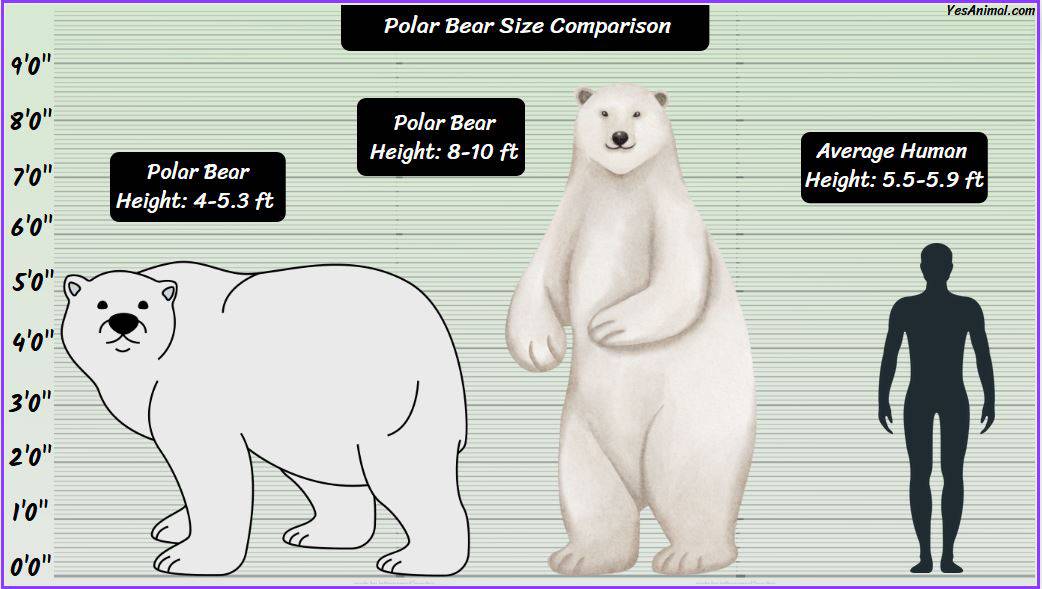 polar-bear-size-how-big-are-they-compared-with-others