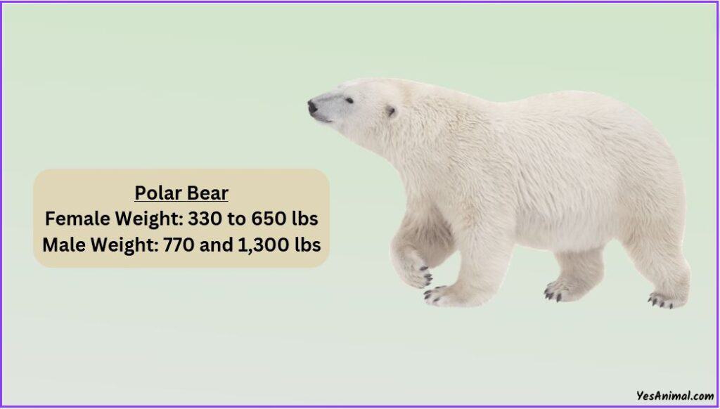 Polar Bear Weight: How Heavy Are They? With Comparison