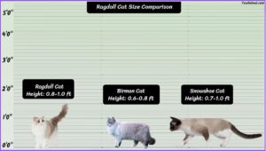 Ragdoll Cat Size Explained & Compared With Other Cat Breeds