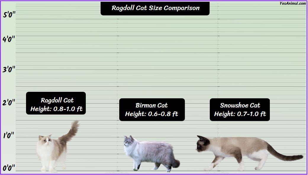 Ragdoll Cat Size How Does It Compare With Other Cat Breeds?