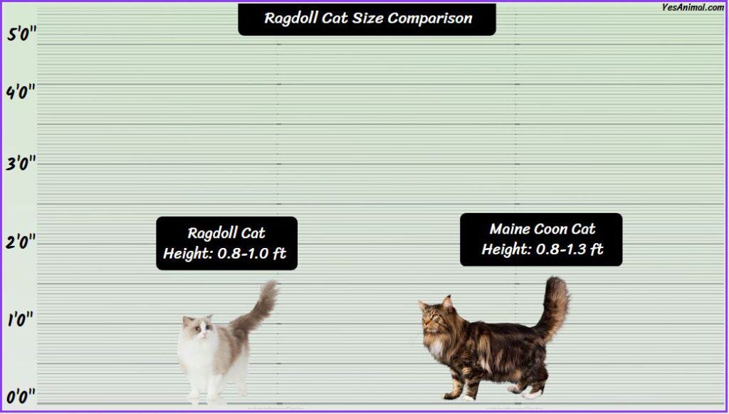 Ragdoll Cat Size comparison to maine coon cat