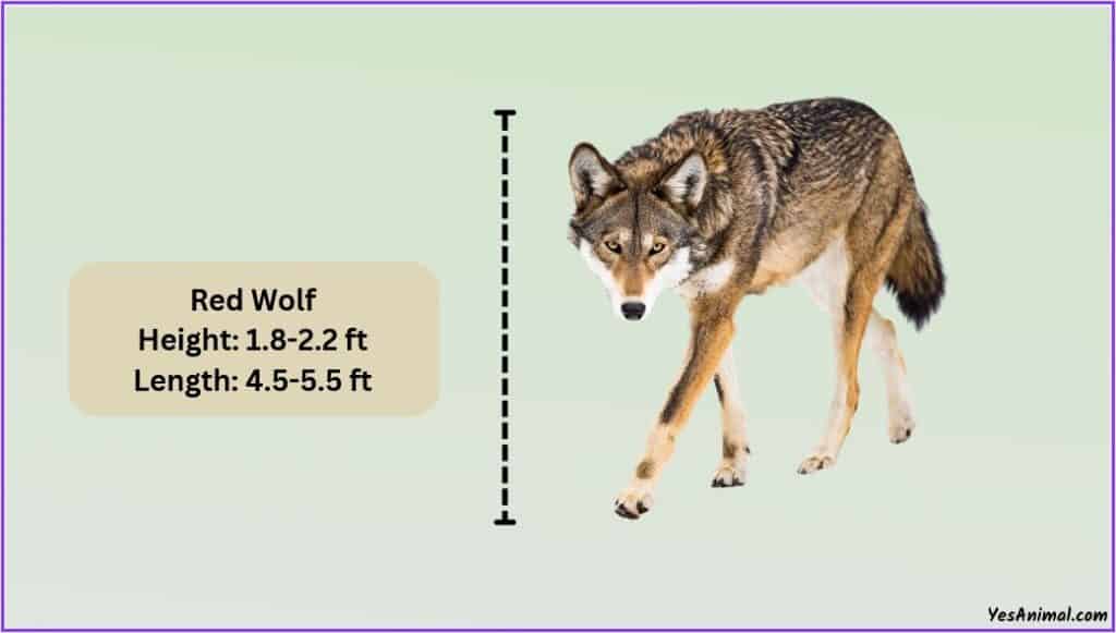 Red Wolf Size