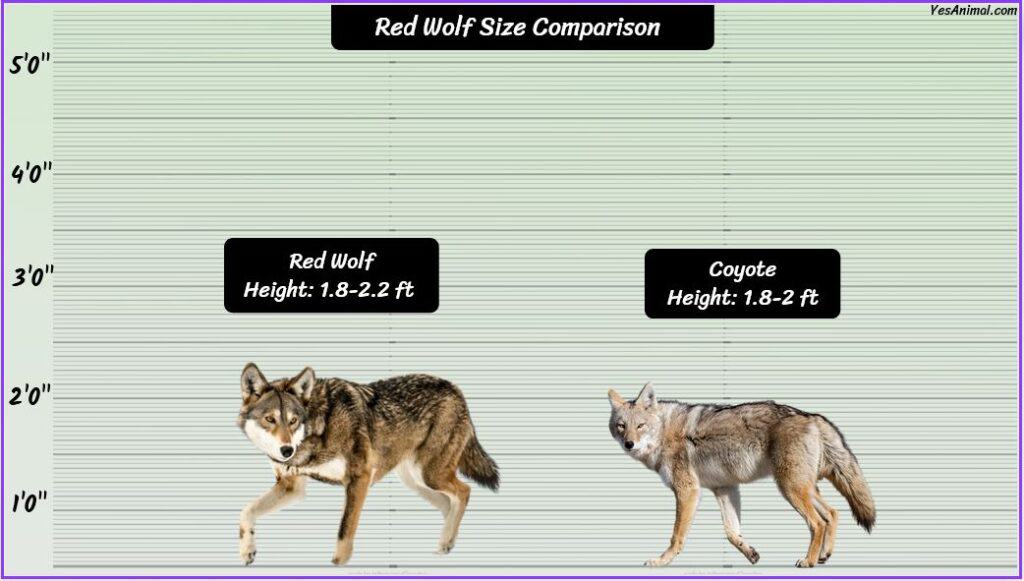 Red Wolf Size compared to red wolf