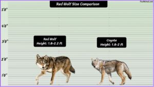 Red Wolf Size Explained & Compared With Others