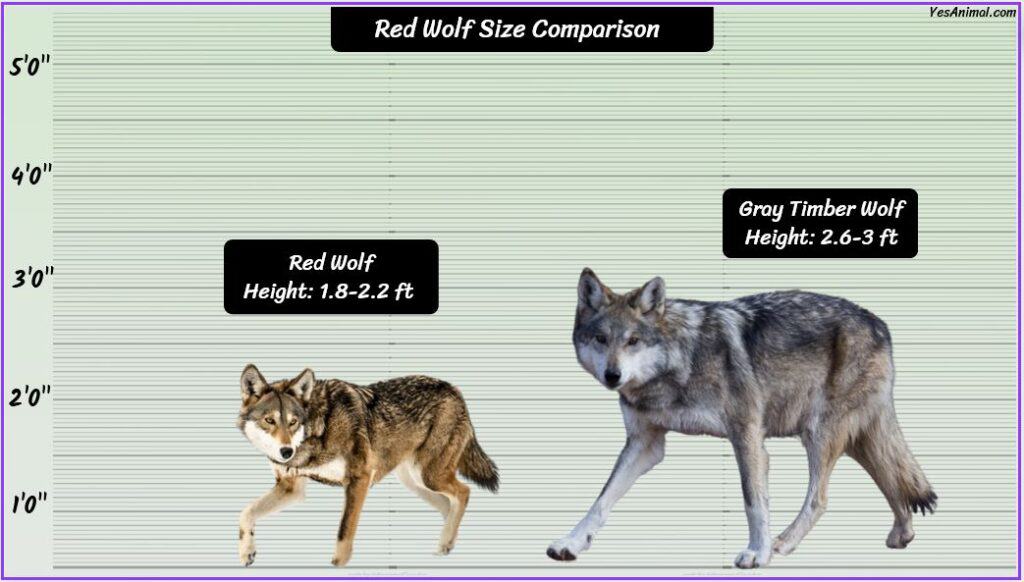 Red Wolf Size compared to gray wolf