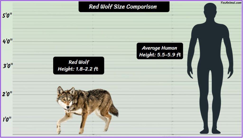 Red Wolf Size compared to human