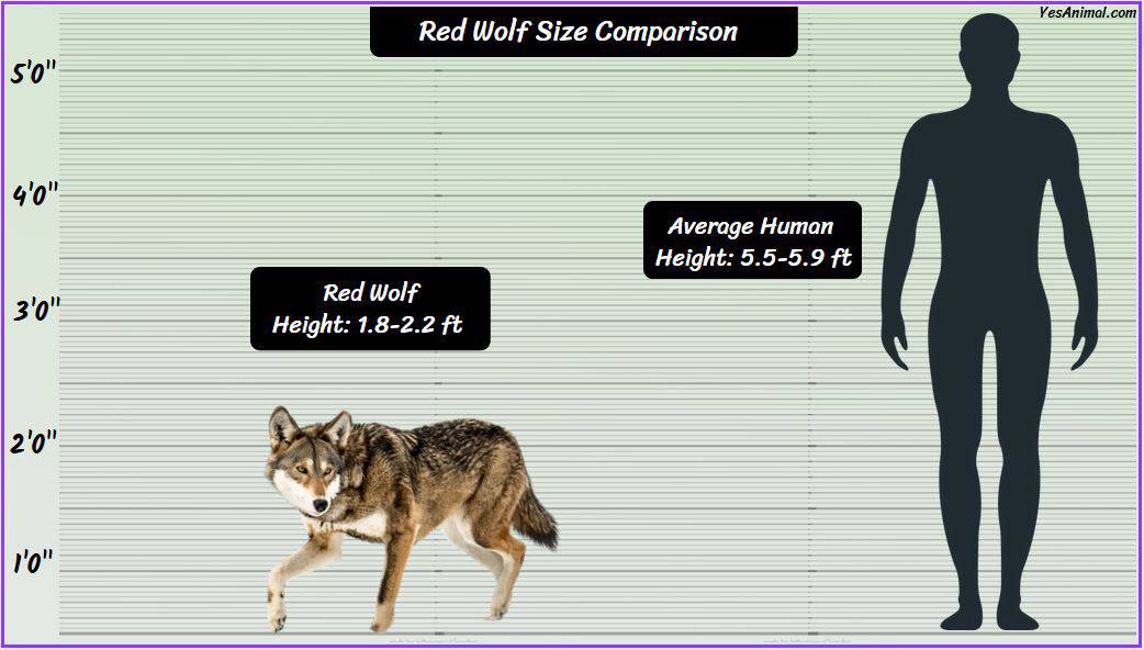 Red Wolf Size: How Big Are They Compared To Others?