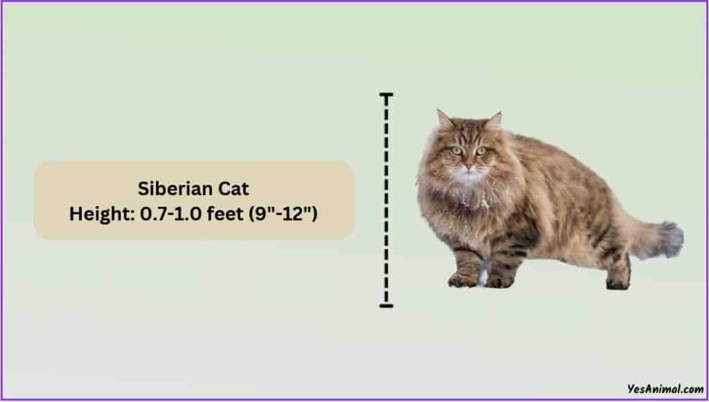 Siberian Cat Size