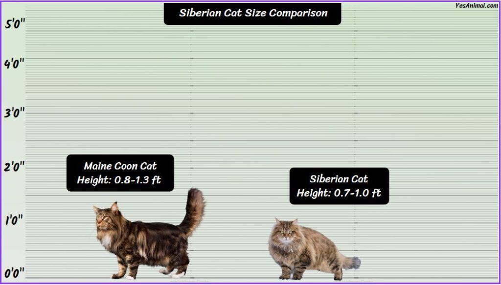 Siberian Cat Size compared with maine coon cat
