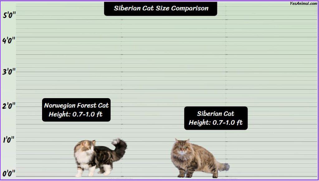 Siberian Cat Size compared with Norwegian forest cat