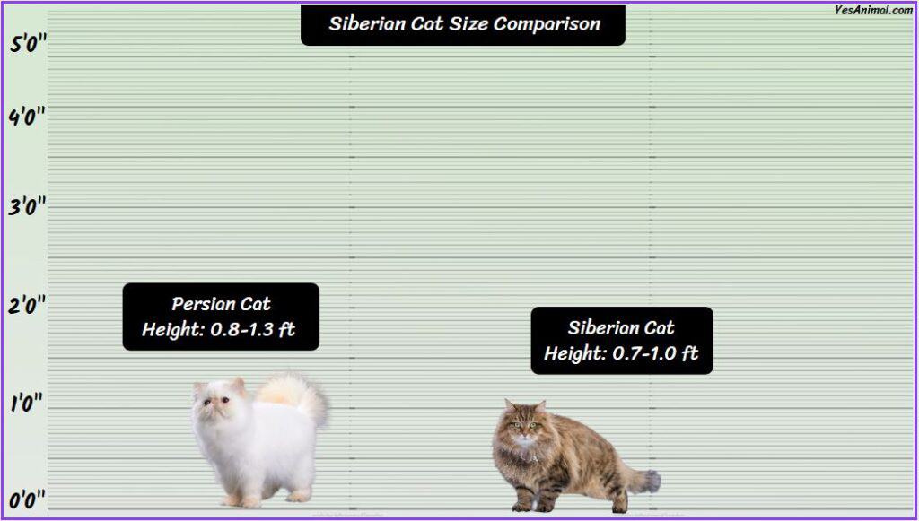 Siberian Cat Size compared with persian cat