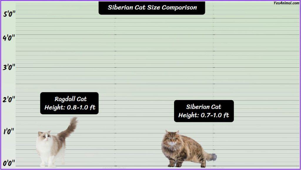 Siberian Cat Size compared with ragdoll cat