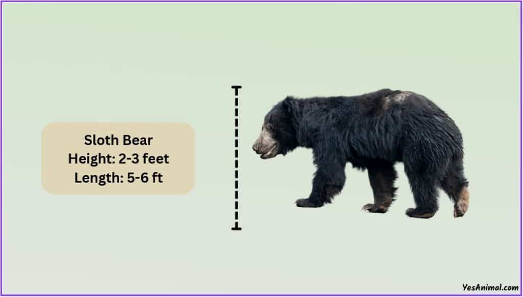 Sloth Bear Size