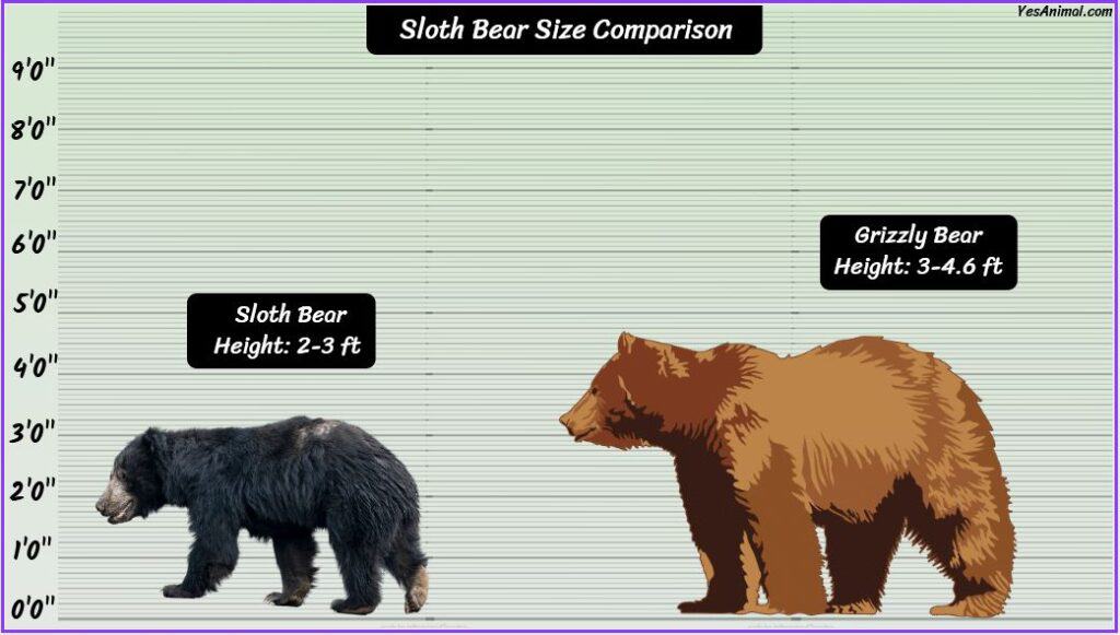 Sloth bear size compared with grizzly bear