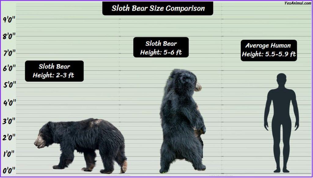 Sloth bear size compared with human