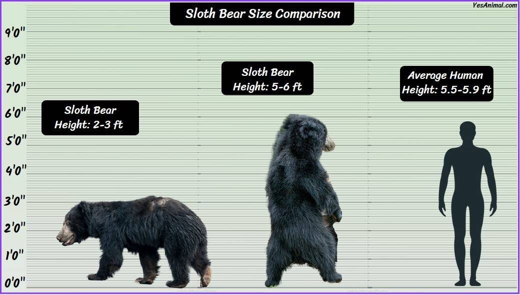 Sloth Bear Size: How Big Are They? Compared With Others