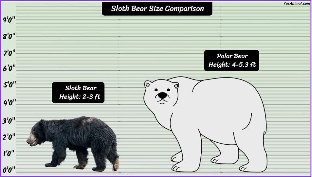 Sloth bear size compared with polar bear