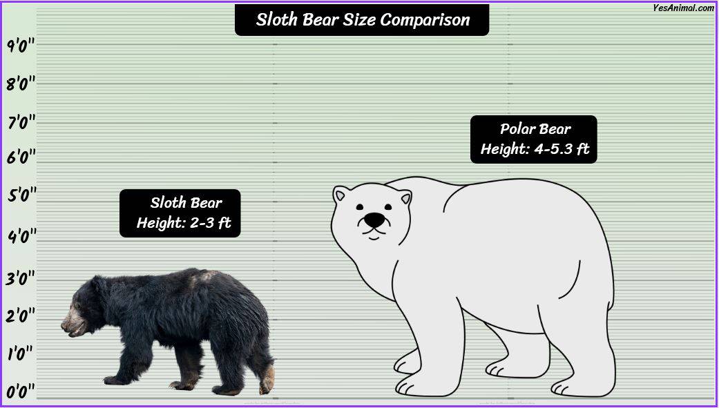 Sloth Bear Size: How Big Are They? Compared With Others