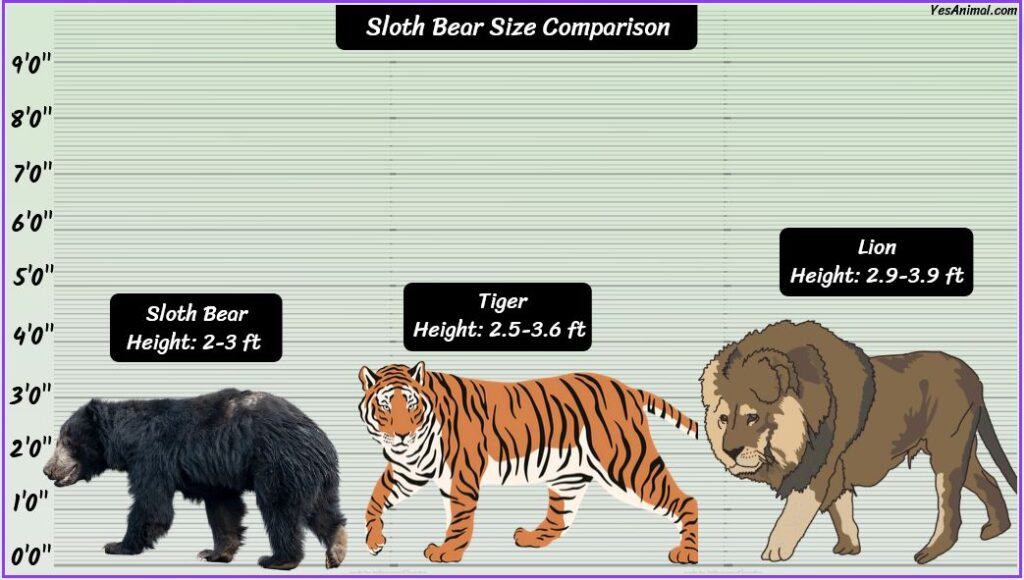 Sloth bear size compared with tiger and lion
