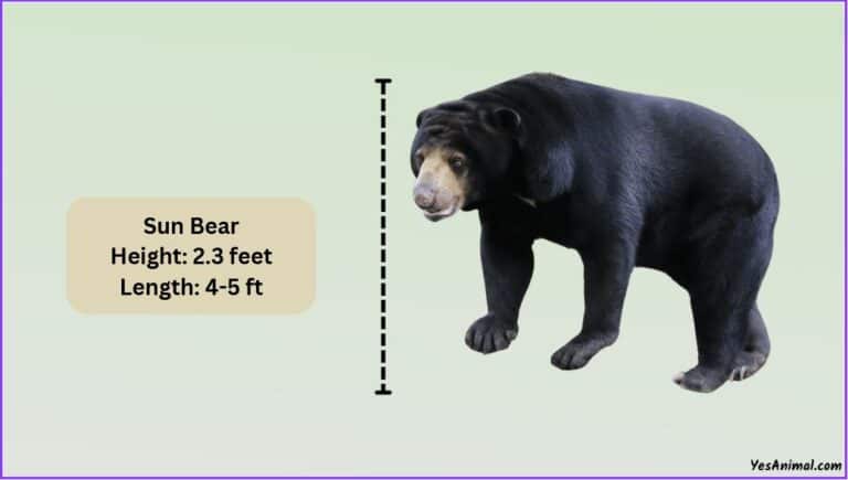 Sun Bear Size: How Big Are They? Compared With Others