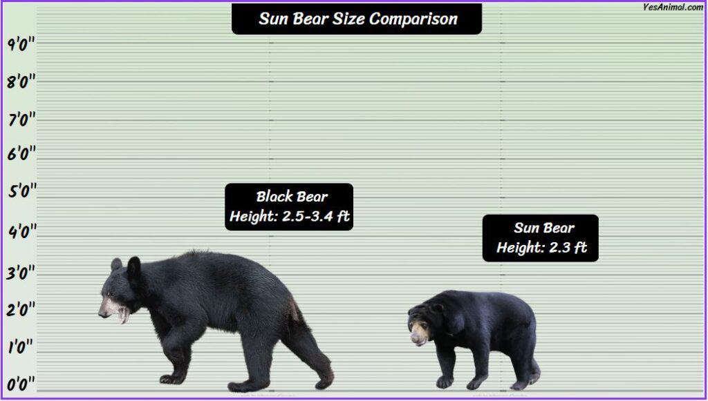 Sun Bear Size compared with black bear