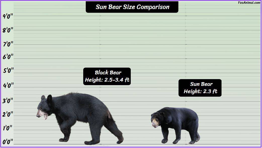 Sun Bear Size: How Big Are They? Compared With Others