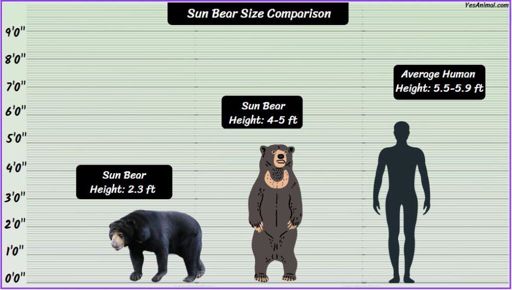 Sun Bear Size compared with human