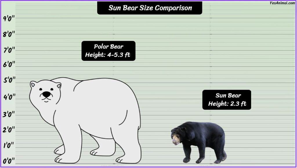 Sun Bear Size compared with polar bear