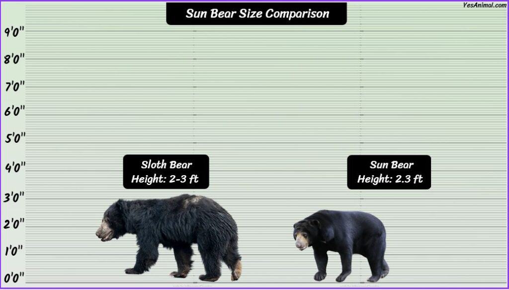 Sun Bear Size compared with sloth bear