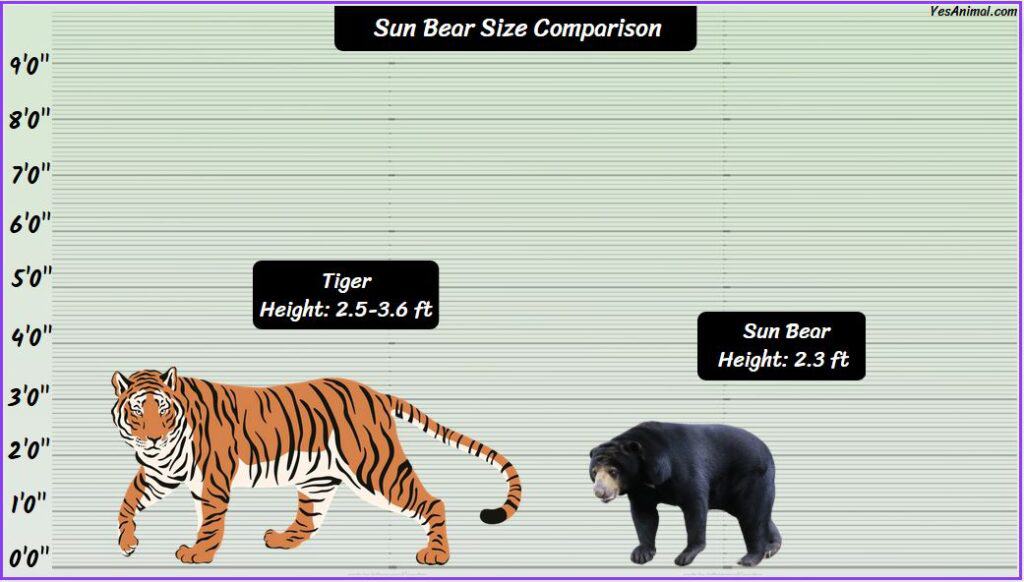 Sun Bear Size compared with tiger