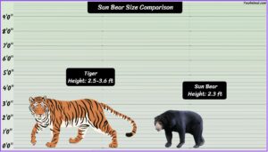 Sun Bear Size Explained & Compared with Other Bears