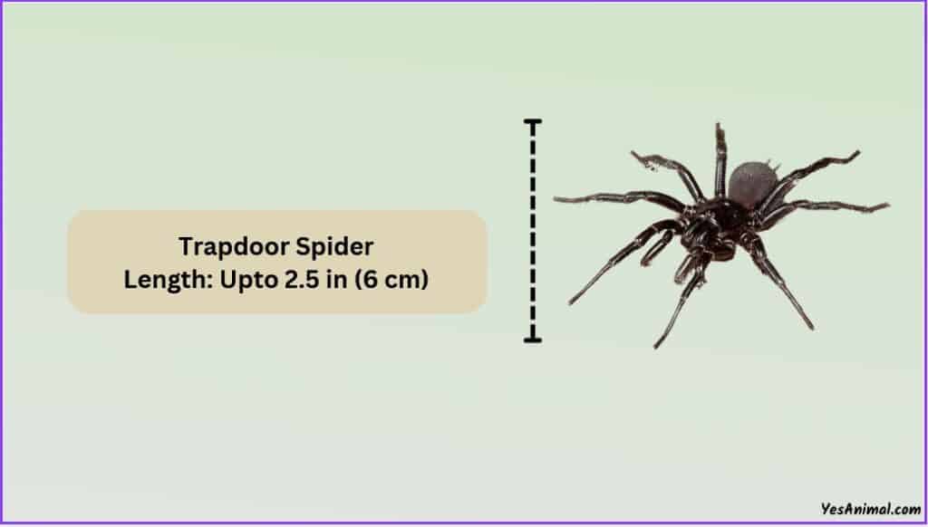 Trapdoor Spider Size