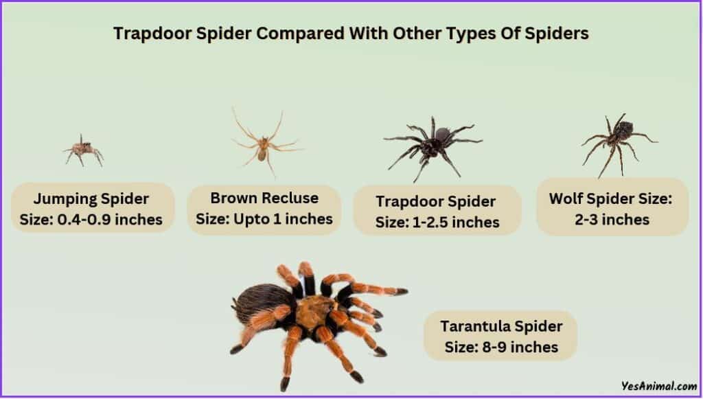 Trapdoor Spider Size compared with other spiders