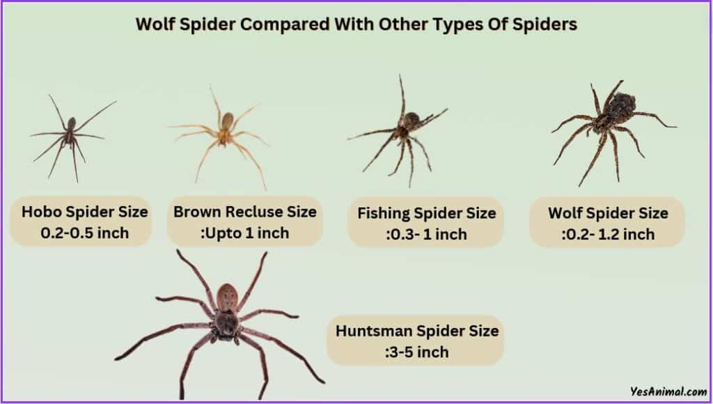 Wolf Spider Size compared with other types of spiders