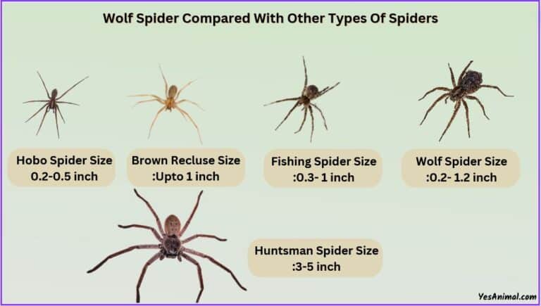 Wolf Spider Size & Compared With Other Types Of Spiders