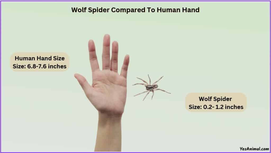 Wolf Spider Size compared with human hand