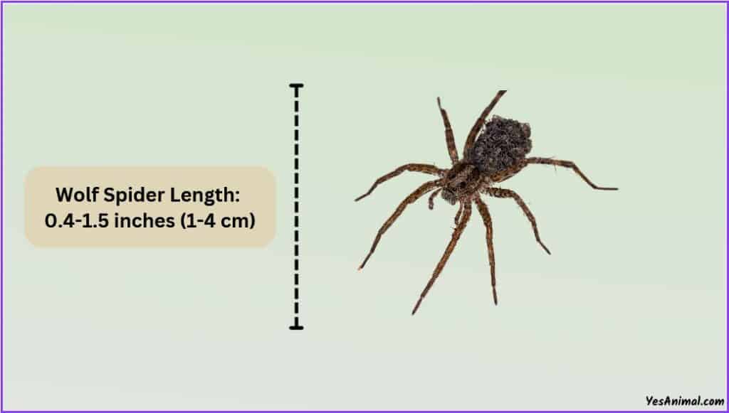 Wolf Spider Size